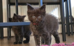 Maine Coon cats for sale: Stunning Maine Coon X  - Image 15