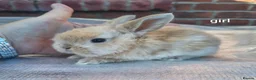 Mini Lop rabbits for sale: Mini lop babies. Both boys and girls available  - Advert 11