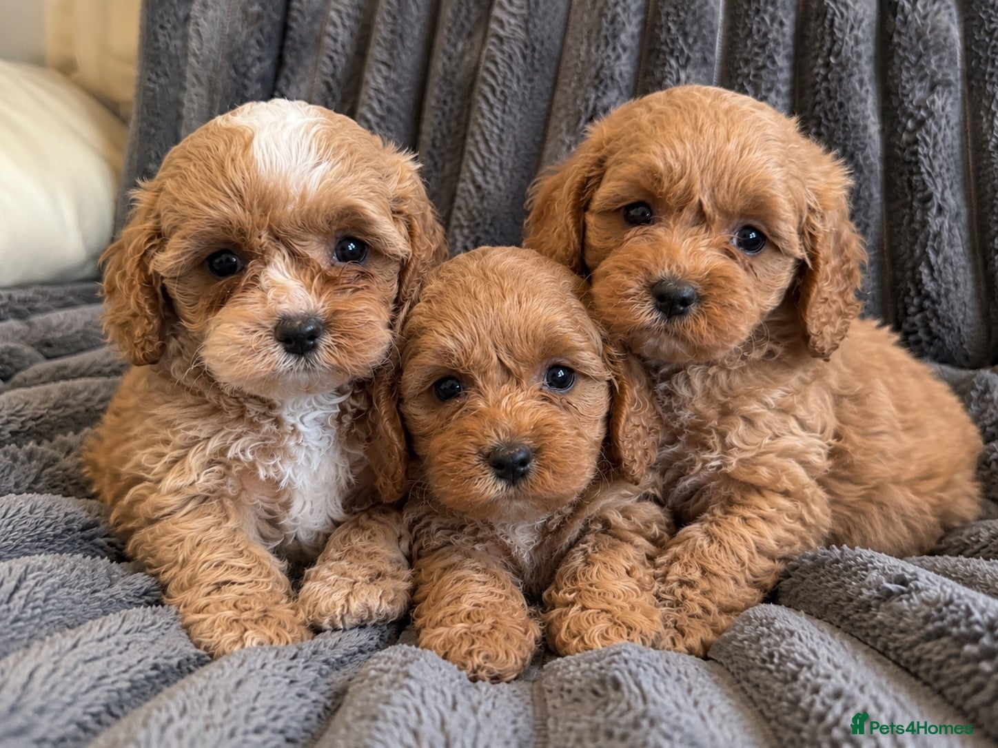 Cavapoo dogs for sale: Beautiful F1 Toy Cavapoo Puppies  - Advert 2