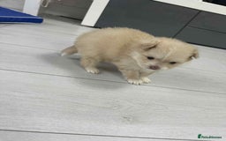 Pomeranian dogs for sale: Beautiful Pomeranian puppies amazing rare colours - Image 6