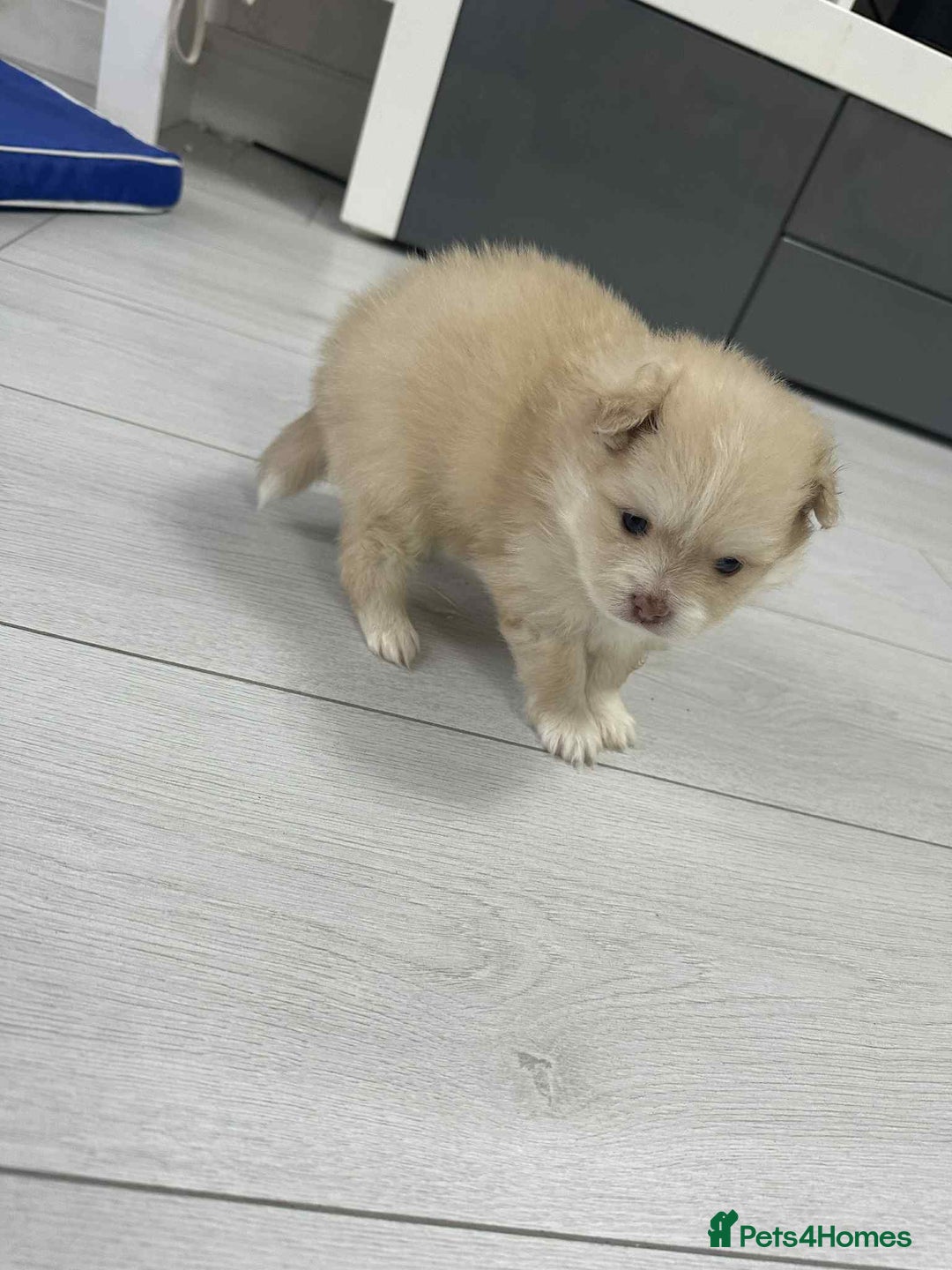 Pomeranian dogs for sale: Beautiful Pomeranian puppies amazing rare colours - Image 6