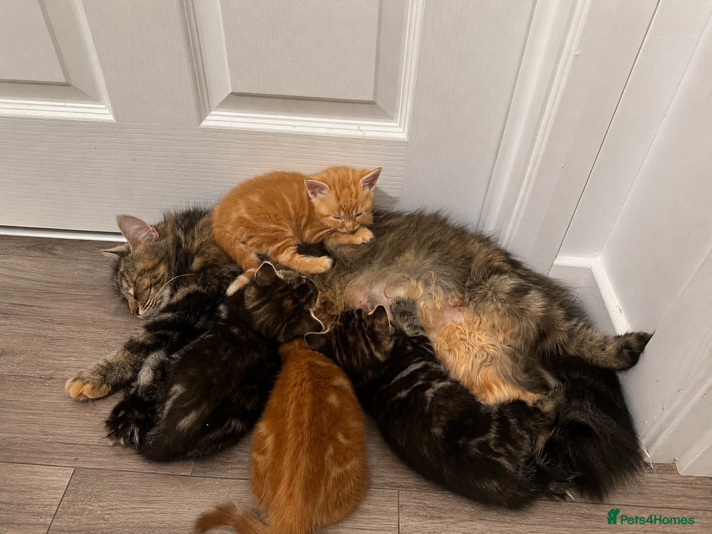 Mixed Breed cats 3 kittens for sale, light ginger already reserved. - Advert 3
