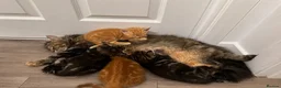 Mixed Breed cats for sale: 3 kittens for sale, light ginger already reserved. in Huntingdon - Advert 1
