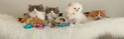 Ragdoll cats for sale: £Negotiable Beautiful cross Ragdoll/Persian😻😻😻 - Advert 26