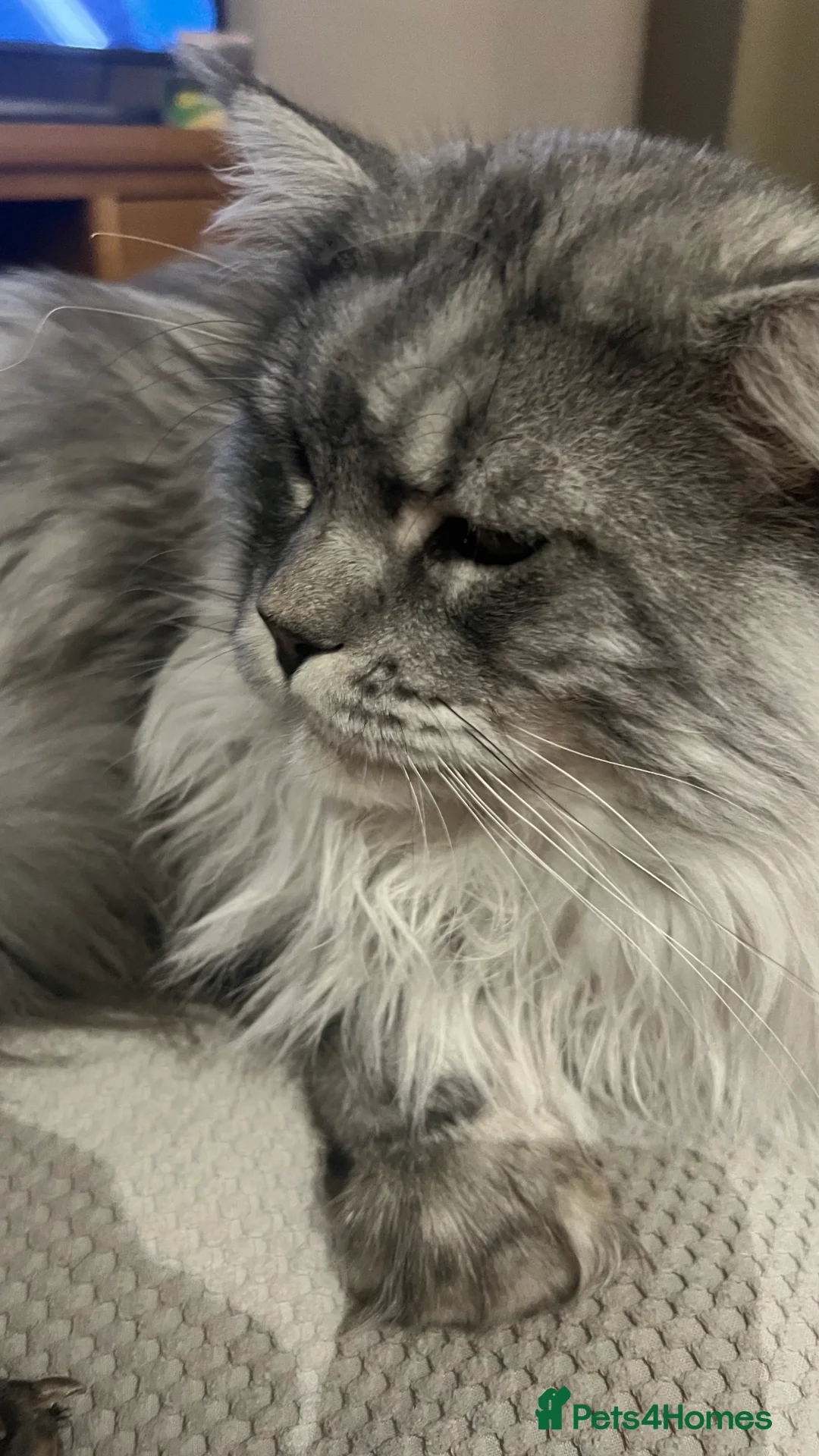 Maine Coon cats for stud: TICA champion and ICWW Maine Coon stud available  in Brighouse - Advert 14