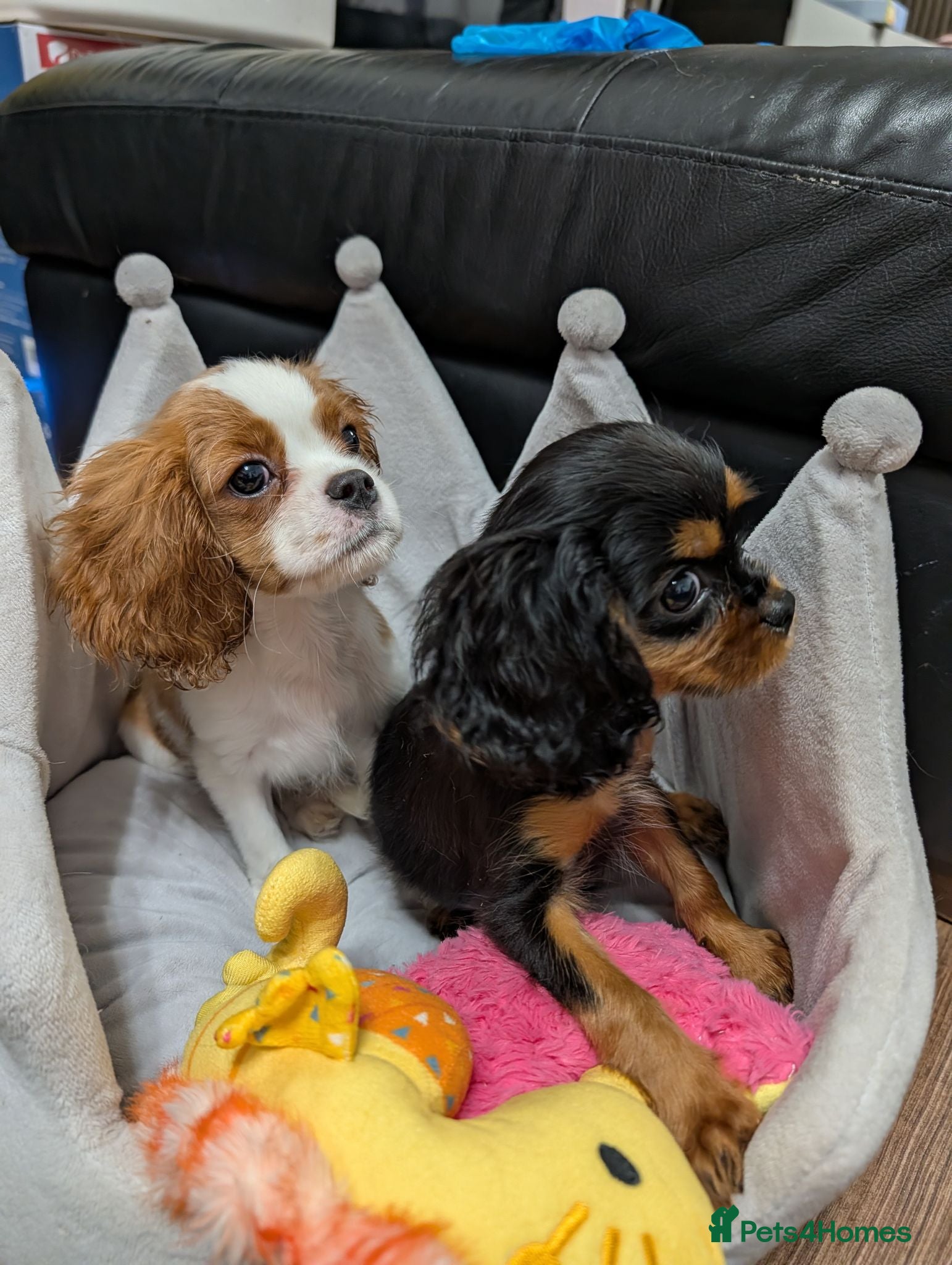 Cavalier King Charles Spaniel dogs Adorable Cavalier Puppies Ready to Leave - Advert 4