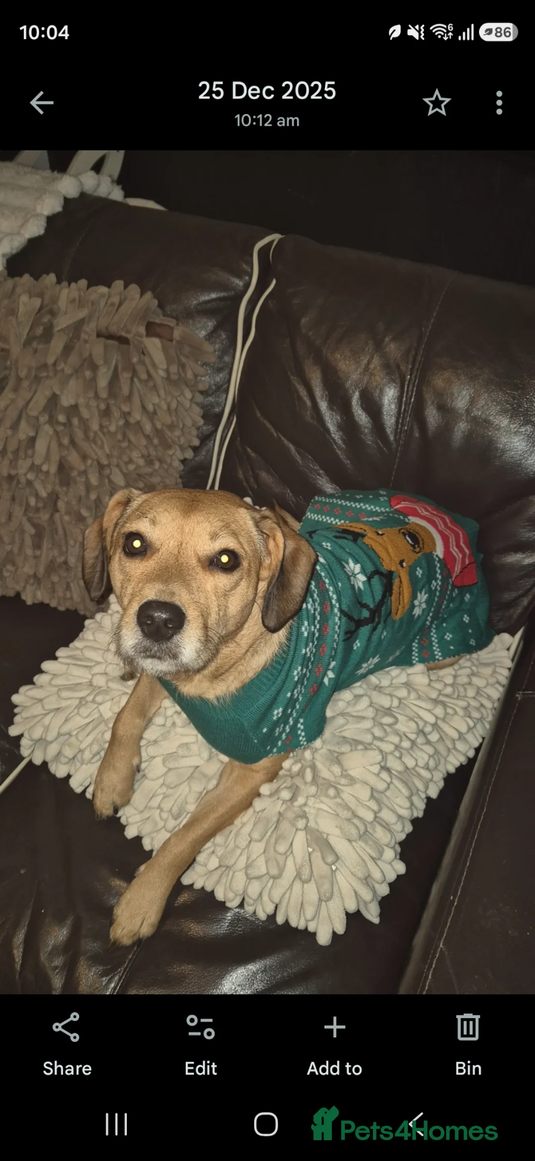 Mixed Breed dogs for sale: Nala. Patterdale terrier. 2YEARS OLD in Manchester - Advert 2