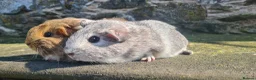 Guinea Pig rodents for sale: Female guinea pigs. in Totnes - Advert 4