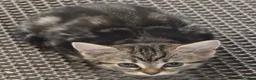 Domestic Shorthair cats for sale: Adorable Tabby Kittens for Sale - UK - Advert 6