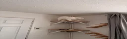 Scottish Fold cats for sale: Pure white Scottish Fold Dobby & odd eye Cyclops  - Advert 4