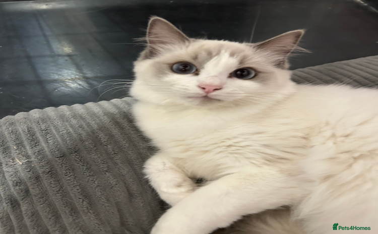 Ragdoll cats - Advert 5