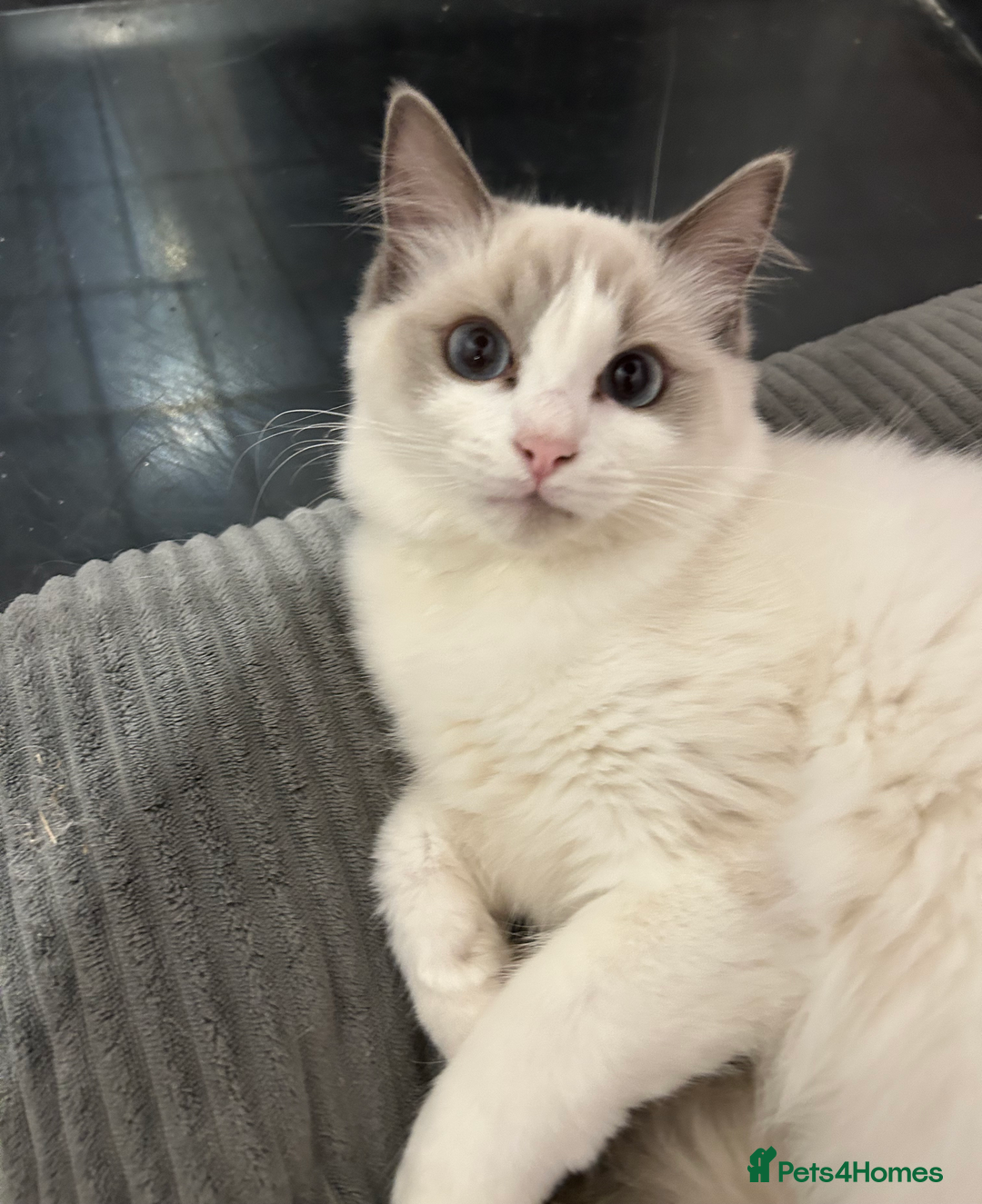 Ragdoll cats for sale: Beautiful Blue point/Bicolor Ragdoll - Image 1