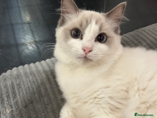 Ragdoll cats - Advert 5