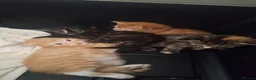 Mixed Breed cats for sale: Beautiful long haired kittens, very playful - Advert 5