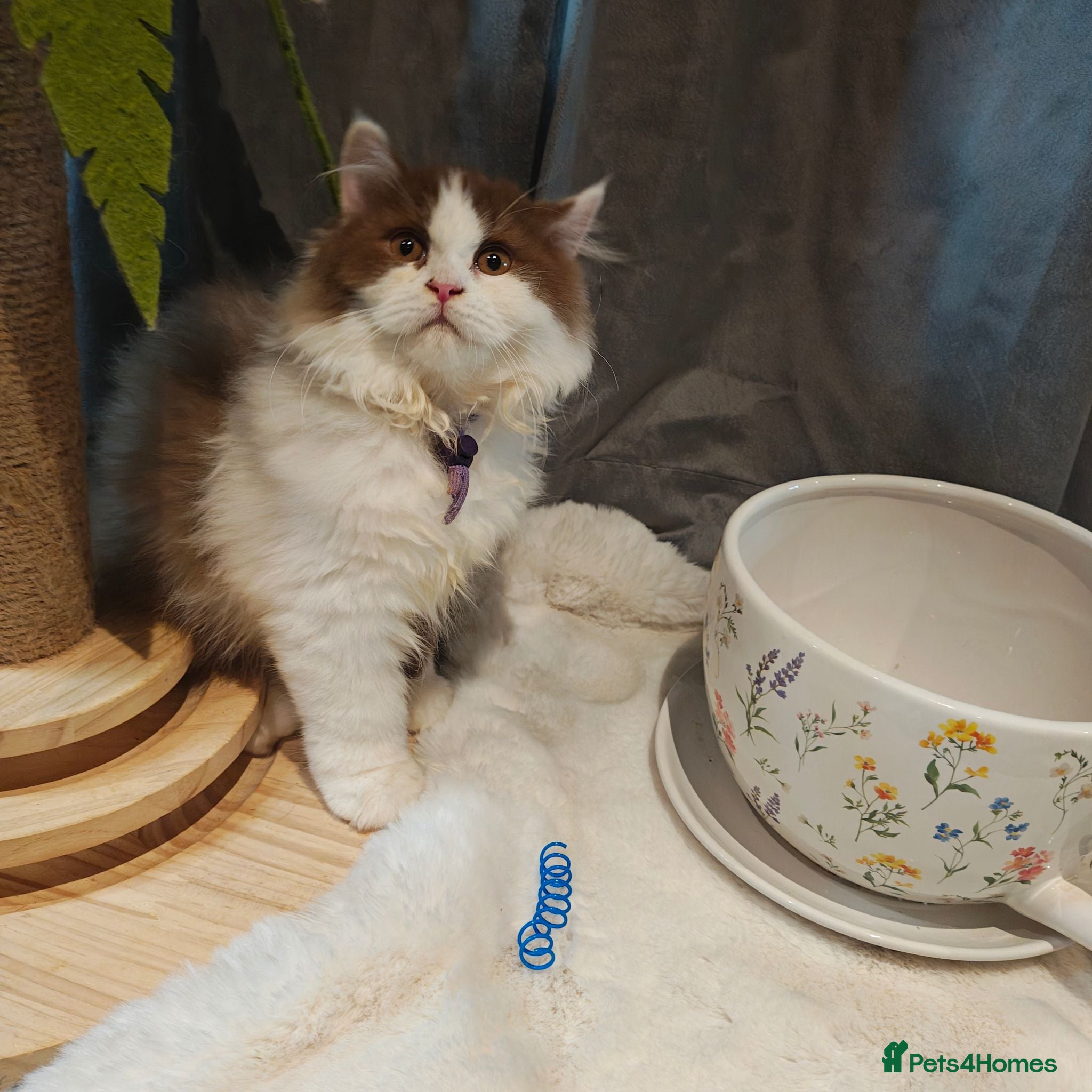 British Longhair cats TICA Cinnamon bi colour male  - Advert 6