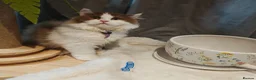 British Longhair cats for sale: Cinnamon bi colour, blue golden  - Advert 9