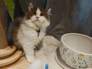 British Longhair cats TICA Cinnamon bi colour male - Advert 6