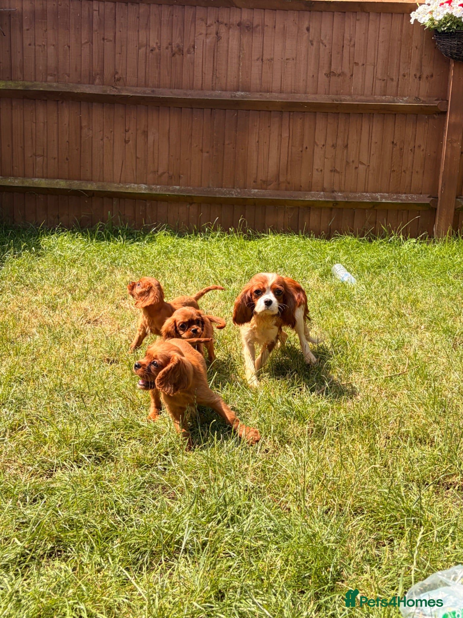 Cavalier King Charles Spaniel dogs KC reg King Charles cavalier  - Advert 4