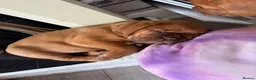 Dogue De Bordeaux dogs for sale: Stunning KC Dogue de Bordeaux Puppies - Advert 2