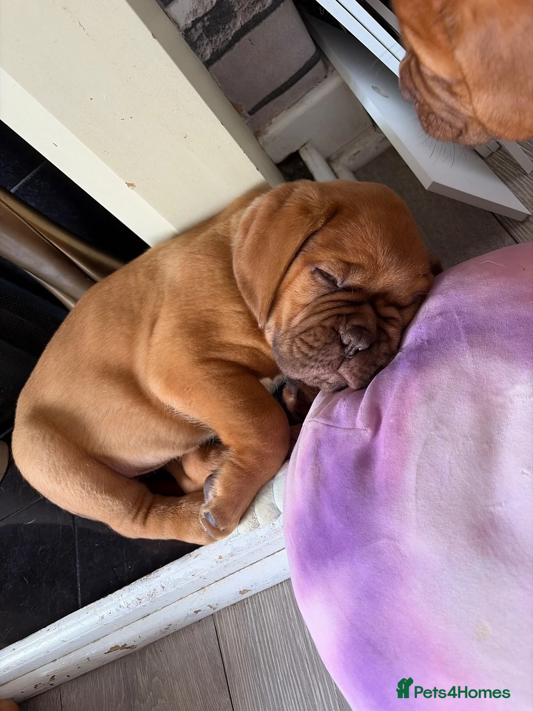 Dogue De Bordeaux dogs for sale: Stunning KC Dogue de Bordeaux Puppies - Advert 2
