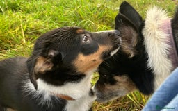 Border Collie dogs for sale: Tri colour short haired border collie puppies  - Image 7