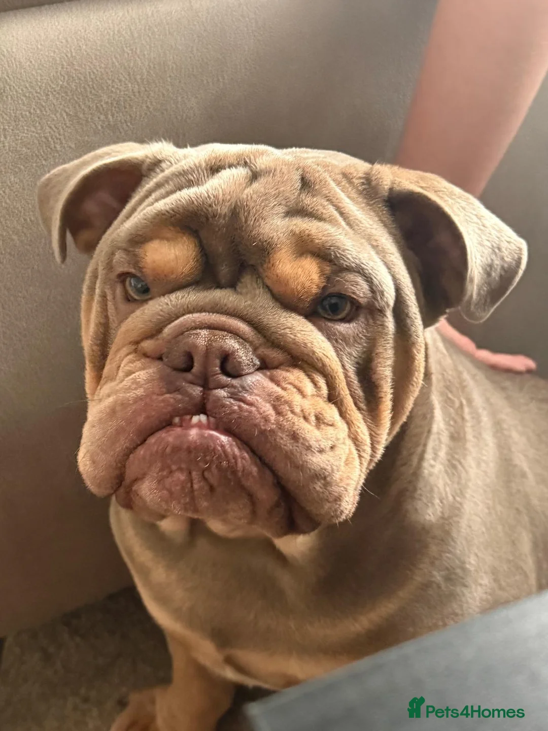 English Bulldog dogs for sale: Our stunning boy Stanley is available  - Advert 5