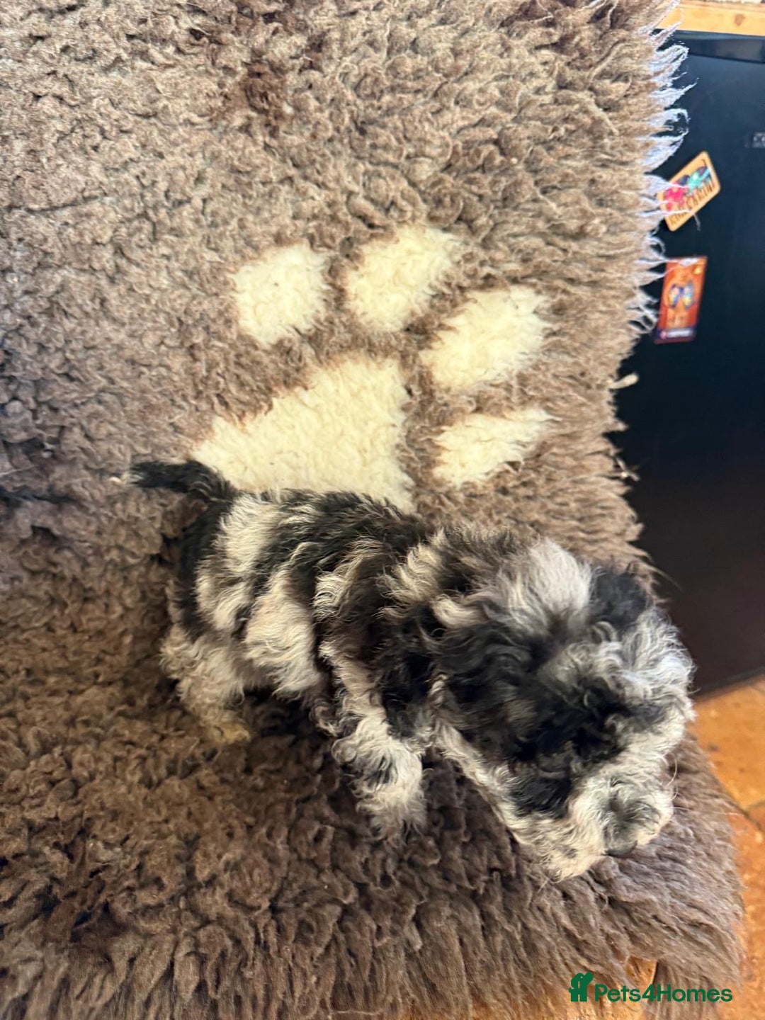 Toy Poodle dogs for sale: Exquisite Toy Poodle pups - Health tested parents - Advert 22