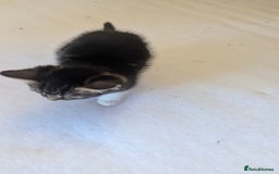 Mixed Breed cats for sale: Kittens for sale - Image 6