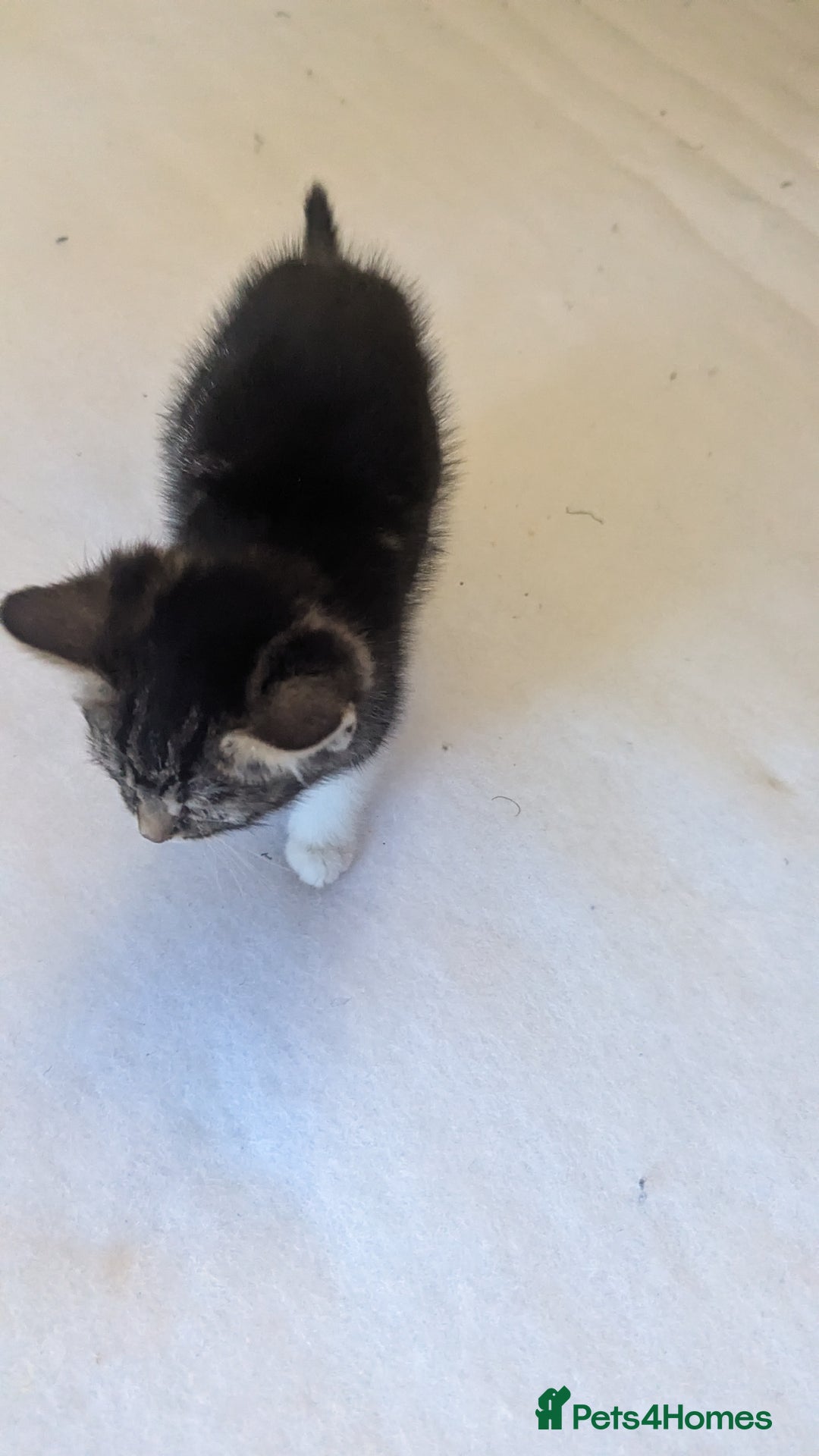 Mixed Breed cats for sale: Kittens for sale - Image 6