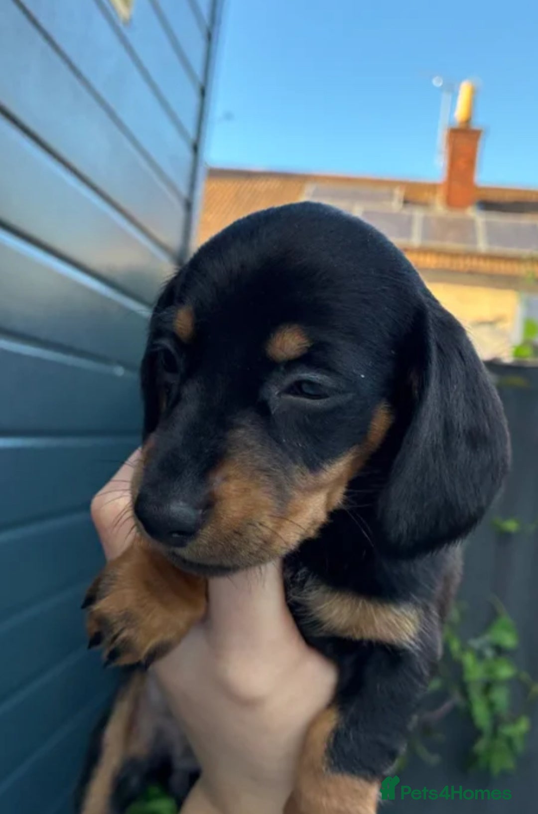 Miniature Dachshund dogs for sale: Miniature Dachshund Puppies - Advert 3