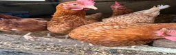 Chickens poultry for sale: chickens layer hens  - Advert 2