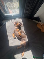 Miniature Dachshund dogs 7 miniature dachshunds for sale - Advert 3
