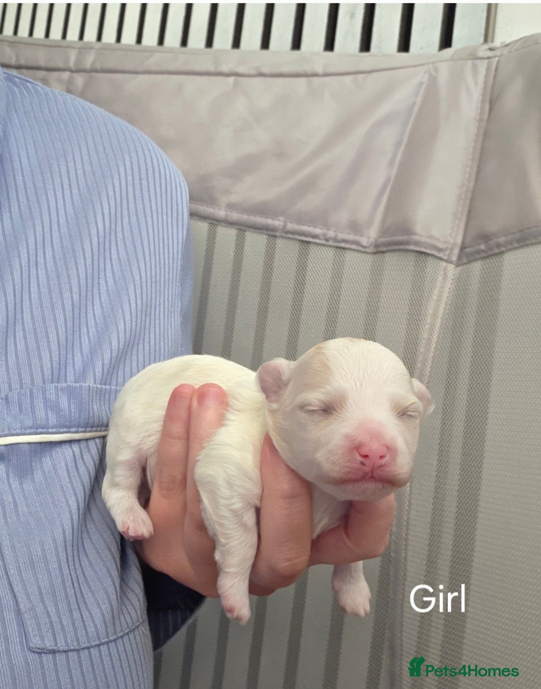 Maltipoo dogs for sale: Unique Korean miniature Maltipoos 🐶 🏡 🐾  - Advert 17