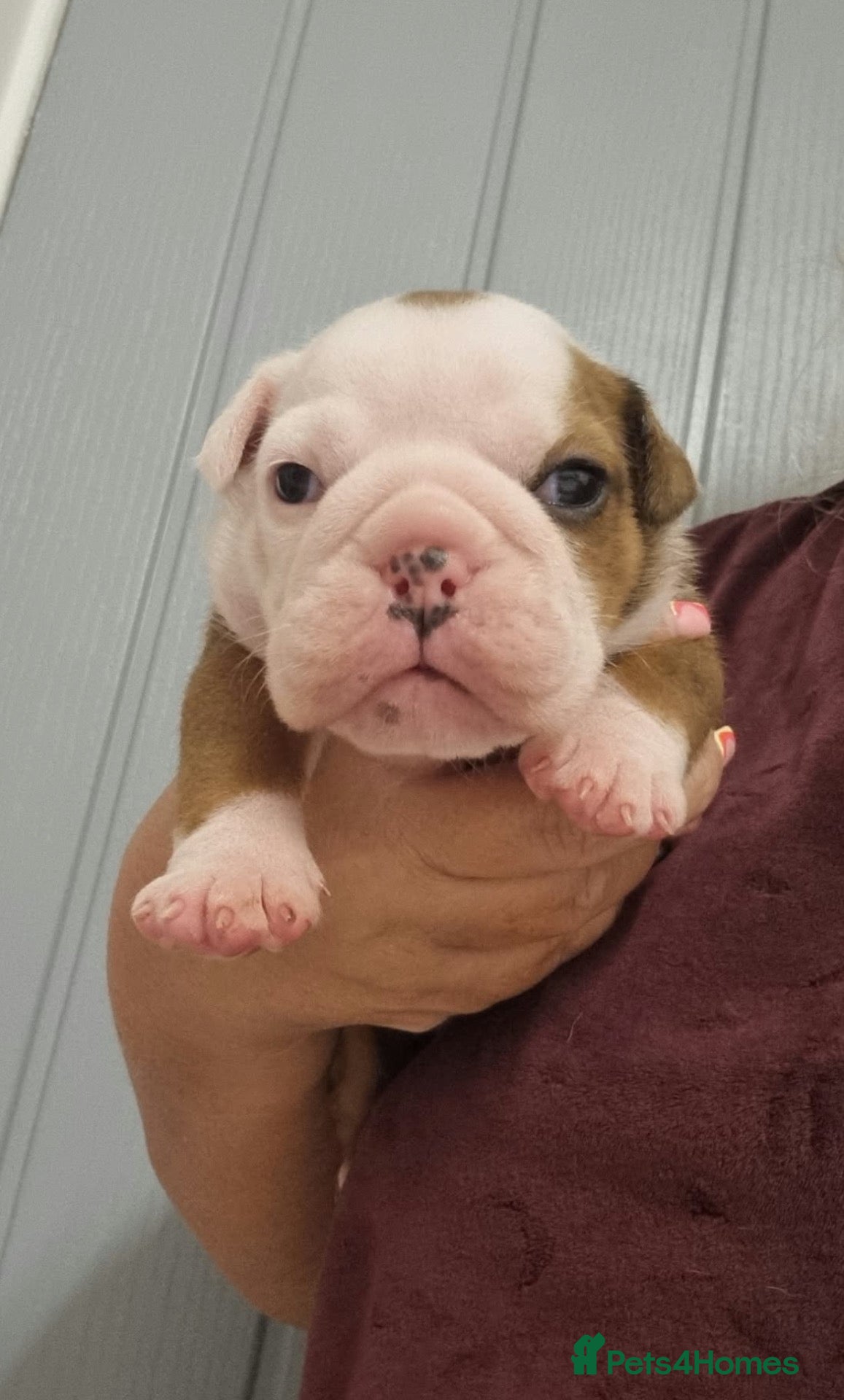 English Bulldog dogs Traditional/standard girls dad gold health tested  - Advert 1