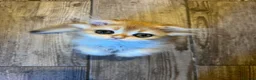 Scottish Fold cats for sale: Stunning Scottish (TICA reg) - Advert 5
