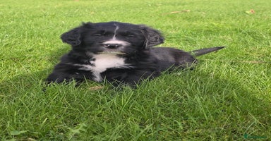 Mixed Breed dogs Stunning Golden Mountain pup's  - Advert 2