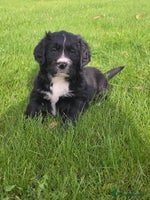 Mixed Breed dogs Stunning Golden Mountain pup's - Advert 2