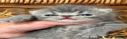 Exotic cats for sale: 3 high quality exotics - Advert 10