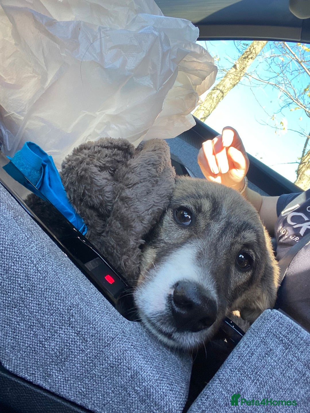 Mixed Breed dogs for adoption: Pecan  - Advert 6