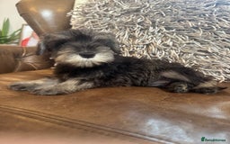 Miniature Schnauzer dogs for sale: Miniature Schnauzer Puppies  - Image 2