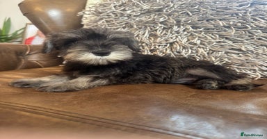Miniature Schnauzer dogs - Advert 4