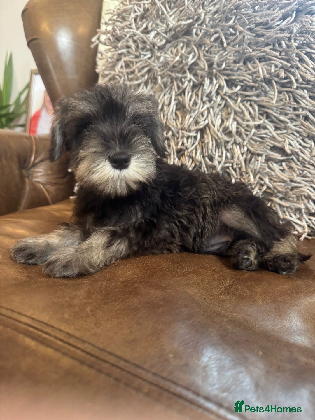 Miniature Schnauzer dogs for sale: Miniature Schnauzer Puppies  - Image 2