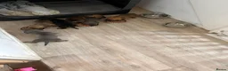 Mixed Breed dogs for sale: Miniature dachshund x French bulldog puppies  in Northampton - Advert 11