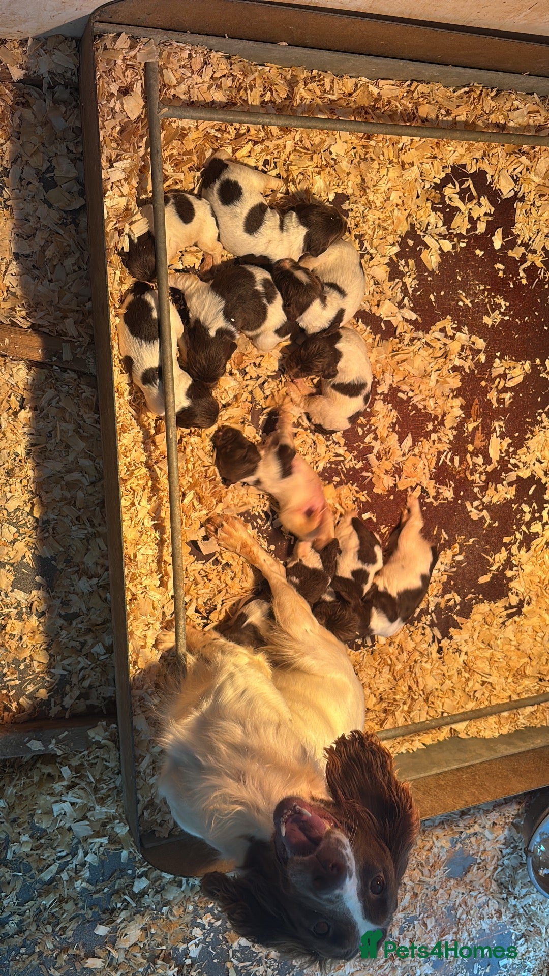 English Springer Spaniel dogs Kc springer spaniel puppies  - Advert 1