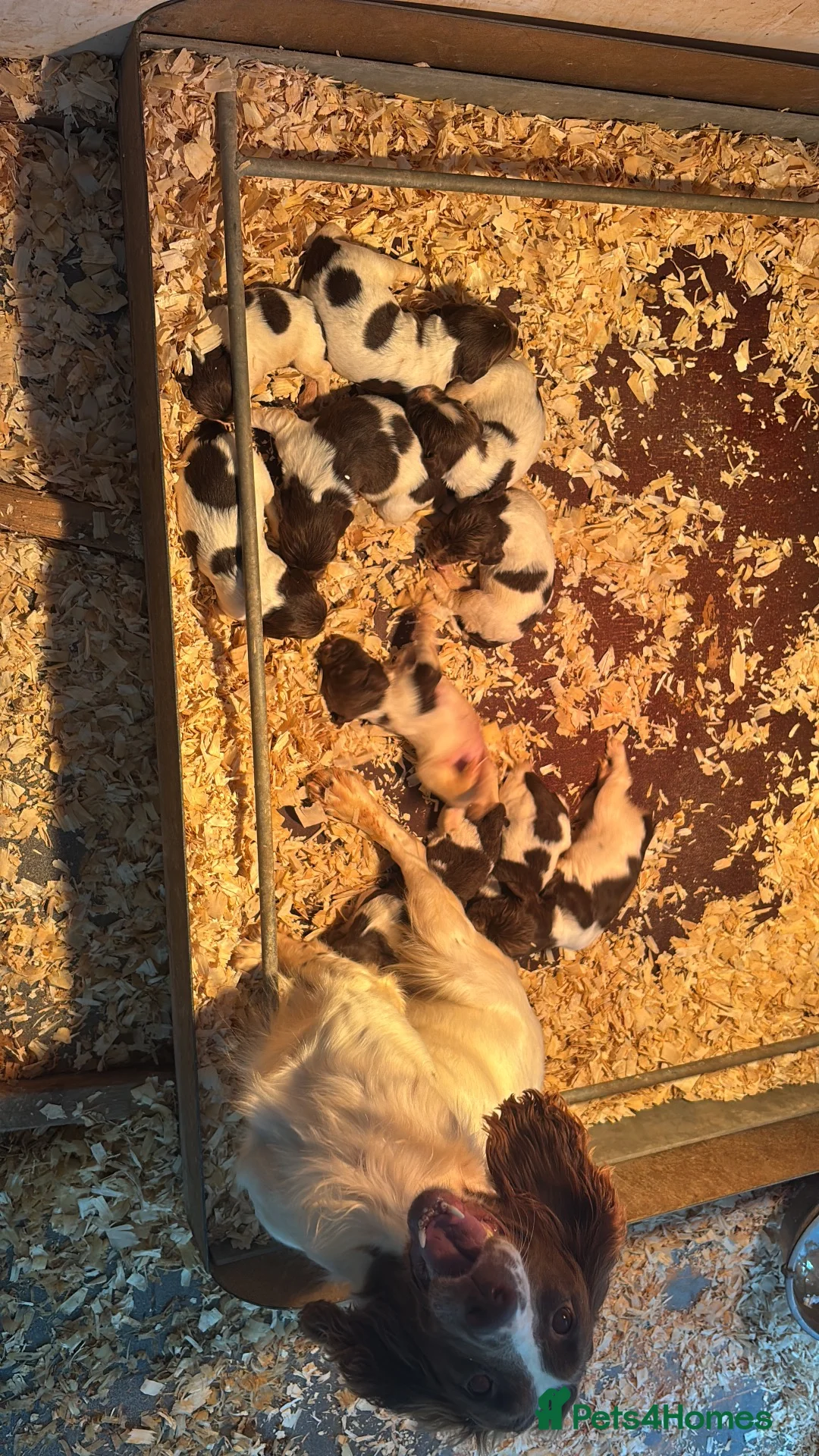 English Springer Spaniel dogs for sale: Kc springer spaniel puppies  - Advert 2