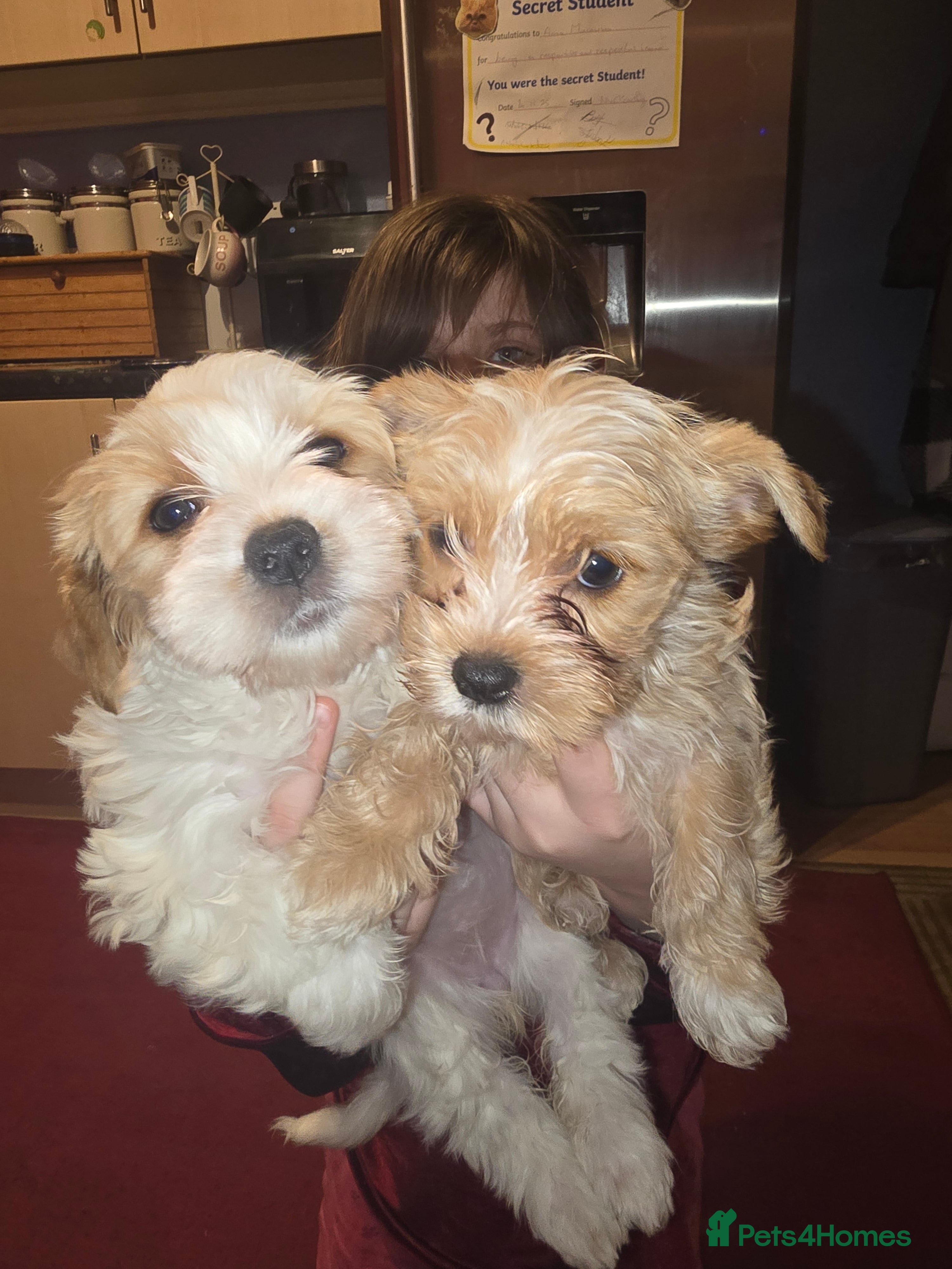 Yorkshire Terrier dogs wonderful puppies yorkshire terrier - Advert 4