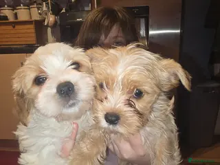 Yorkshire Terrier dogs wonderful puppies yorkshire terrier - Advert 4