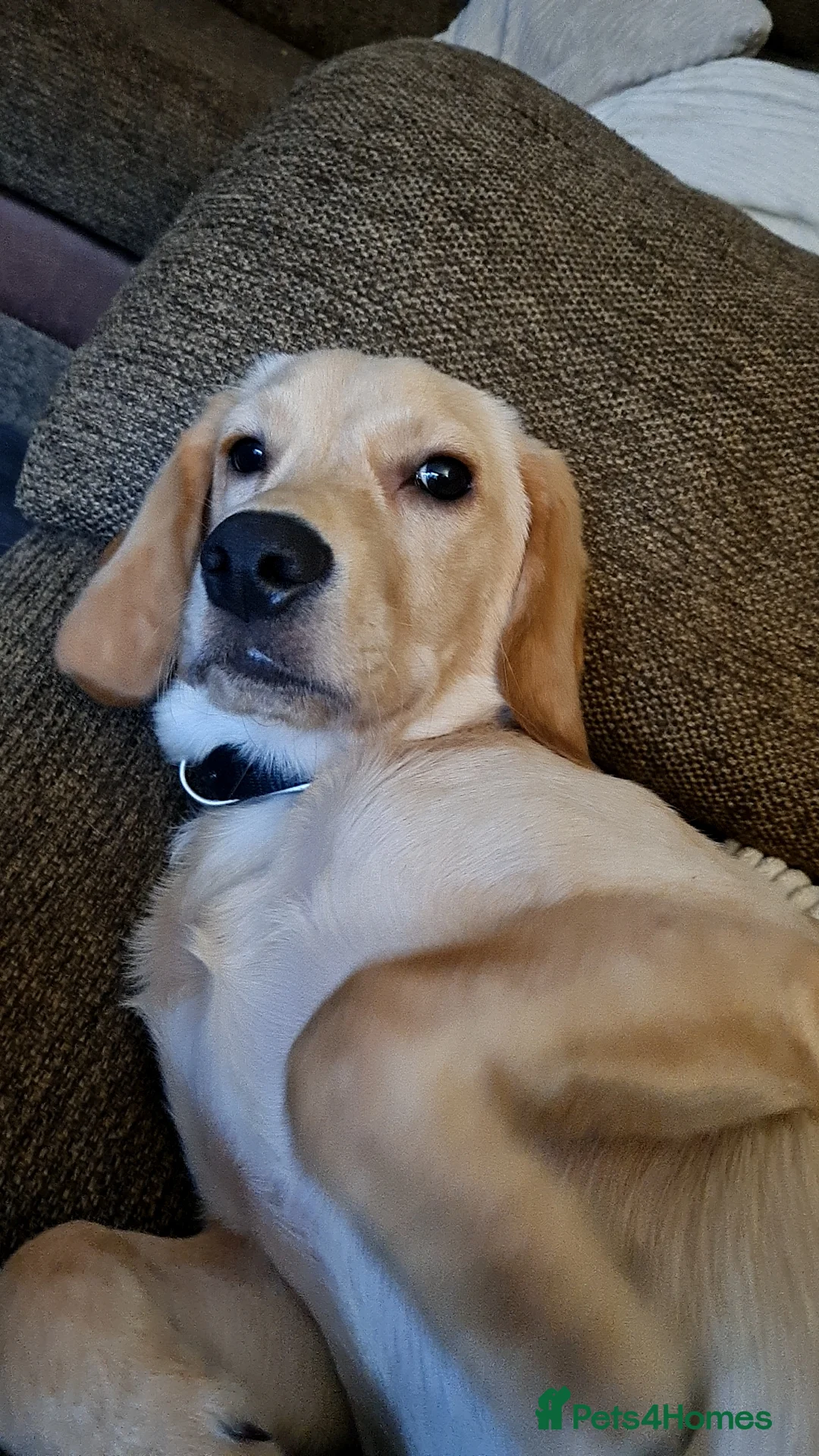 Cockerdor dogs for sale: Milo 7 month  - Advert 4