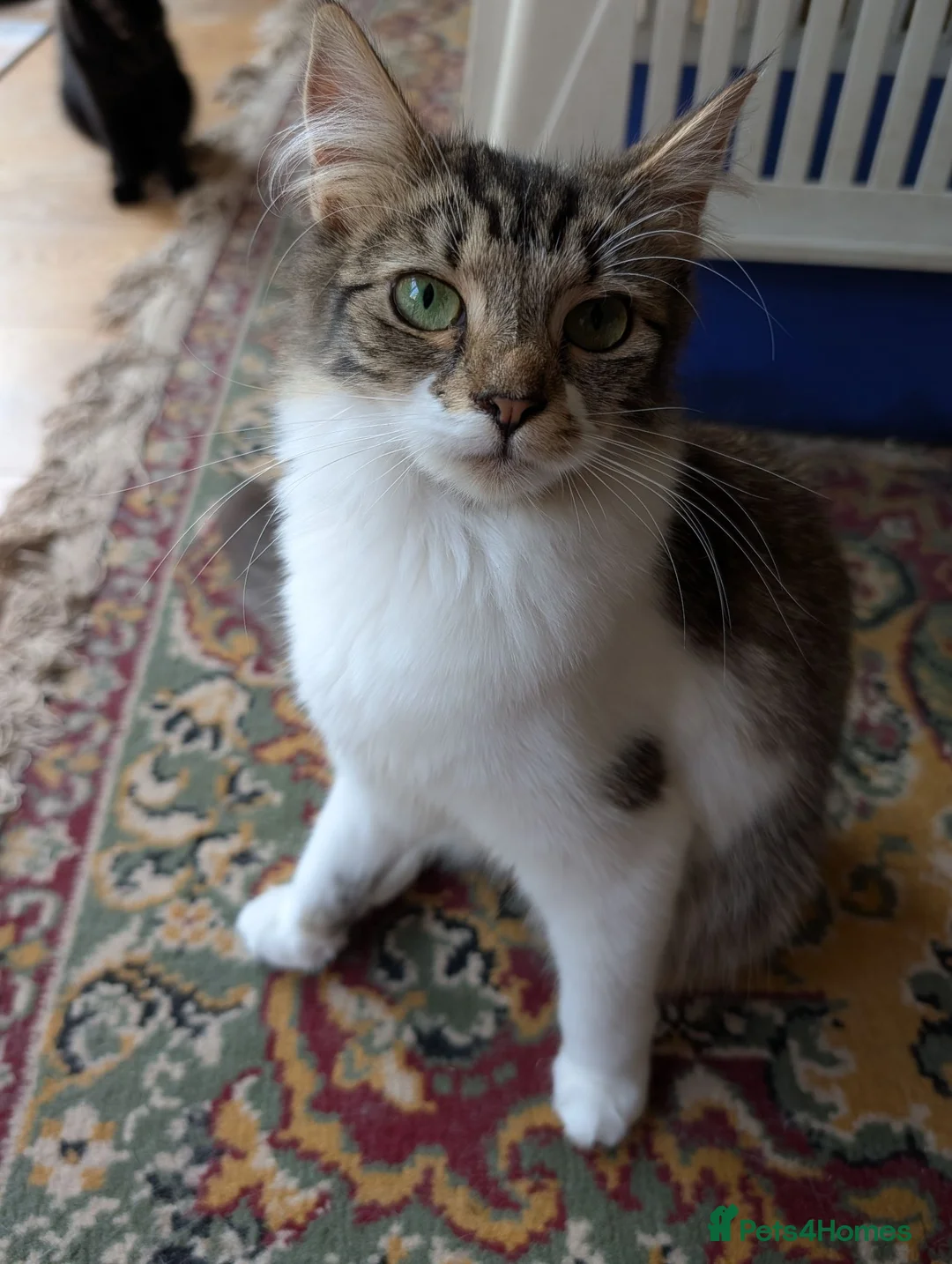 Exotic cats for sale: Marshmallows babies - Advert 1