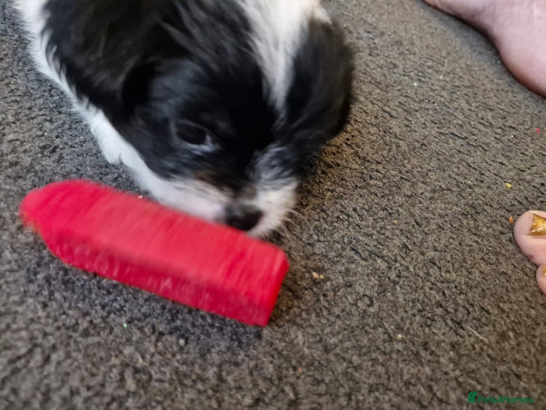 Mixed Breed dogs for sale: Stunning maltipoo x pug baby  - Advert 17